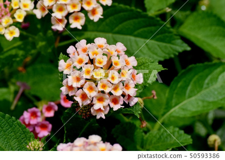 在三鷹中原(Citihenga)開花的馬纓丹 在三鷹中原(Citihenga)開花的馬纓丹 50593386