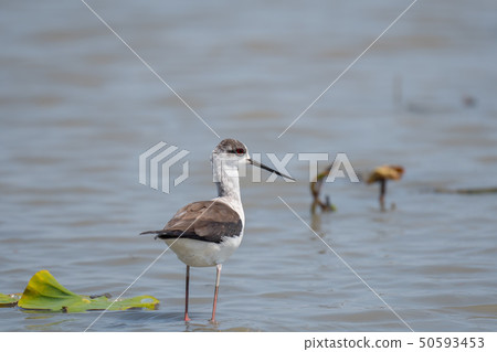 Seita Kashigi 04 flying to the Ariake reclaimed land 50593453