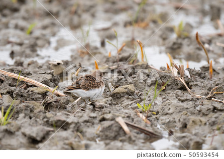 Resting in the lotus field Resting in the lotus field 50593454