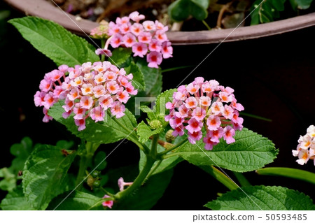 在三鷹中原（Citihenga）開花的馬纓丹 50593485