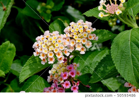 在三鷹中原（Citihenga）開花的馬纓丹 50593486