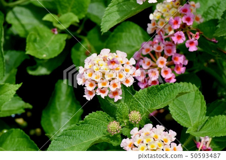 在三鷹中原（Citihenga）開花的馬纓丹 50593487