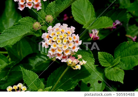 在三鷹中原（Citihenga）開花的馬纓丹 50593488