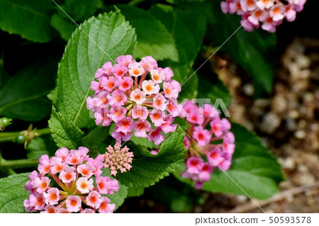 Lantana blooming in Mitaka Nakahara (Citihenga) Lantana blooming in Mitaka Nakahara (Citihenga) 50593578
