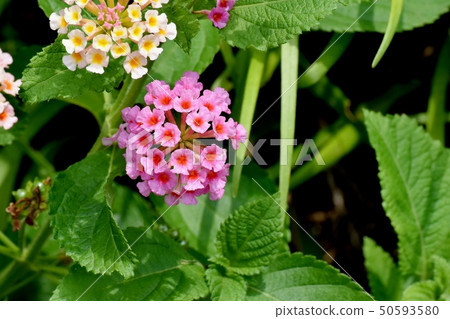 在三鷹中原（Citihenga）開花的馬纓丹 50593580