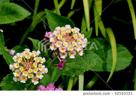 Lantana blooming in Mitaka Nakahara (Citihenga) Lantana blooming in Mitaka Nakahara (Citihenga) 50593581