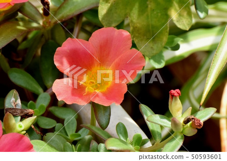 開花在三鷹中原的猩紅色Hanasberihyu(Portulaca) 開花在三鷹中原的猩紅色Hanasberihyu(Portulaca) 50593601