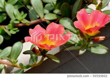 開花在三鷹中原的猩紅色Hanasberihyu（Portulaca） 50593602
