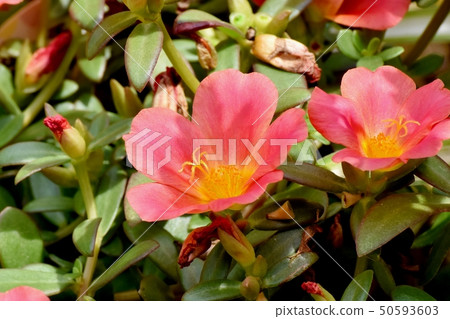 開花在三鷹中原的猩紅色Hanasberihyu(Portulaca) 開花在三鷹中原的猩紅色Hanasberihyu(Portulaca) 50593603