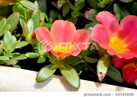 開花在三鷹中原的猩紅色Hanasberihyu(Portulaca) 開花在三鷹中原的猩紅色Hanasberihyu(Portulaca) 50593606