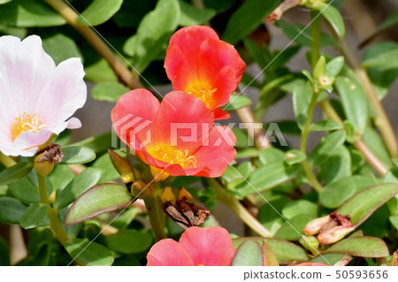 Light pink Hanasubihiyu (Portulaca) blooming in Mitaka Nakahara 50593656
