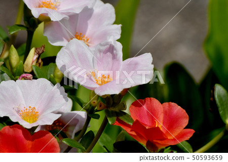 開花在三鷹中原的淺粉紅色的Hanasubihiyu(Portulaca) 開花在三鷹中原的淺粉紅色的Hanasubihiyu(Portulaca) 50593659