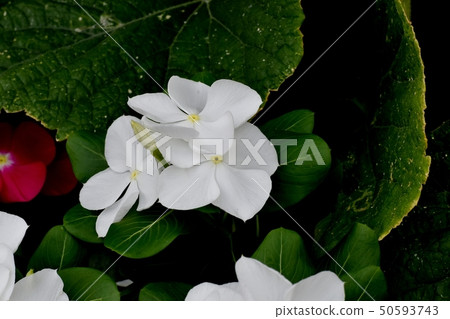 White Nichinoscisso blooming in Mitaka Nakahara 50593743