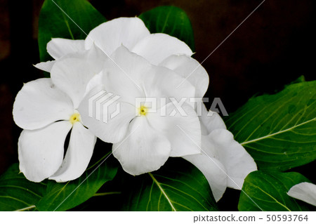 開花在三鷹中原的白色Nichinoscisso 50593764