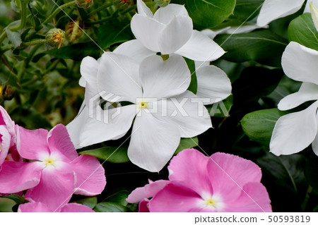 White Nichinoscisso blooming in Mitaka Nakahara 50593819