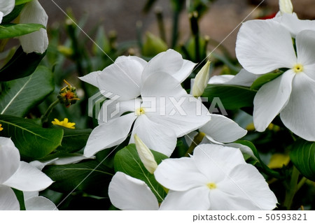 開花在三鷹中原的白色Nichinoscisso 50593821