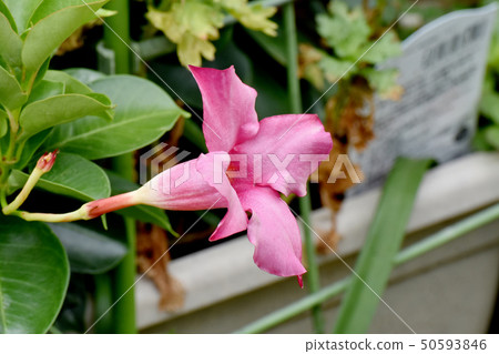 開花在三鷹中原的桃紅色陽傘（Mandebira） 50593846