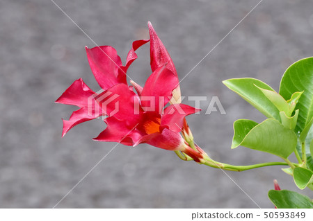 開花在三鷹中原的紅色陽傘（Mandevila） 50593849