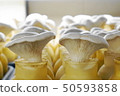 鮑魚蘑菇_01 50593858