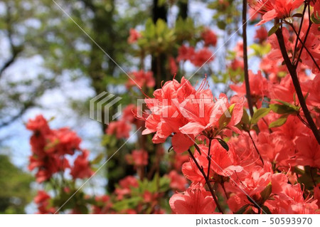 Azalea 50593970