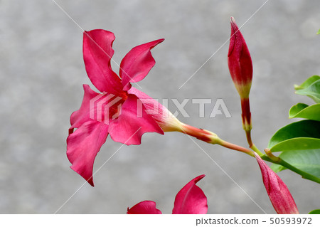 Red sun umbrella (Mandevila) blooming in Mitaka Nakahara Red sun umbrella (Mandevila) blooming in Mitaka Nakahara 50593972