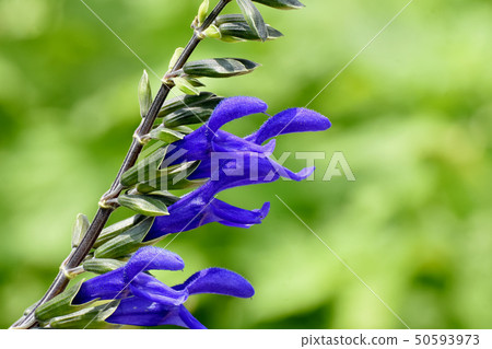 開花在三鷹中原的藍色salvia garanichika（中等賢哲） 50593973