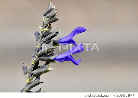 Blue salvia garanichika (Medium sage) blooming in Mitaka Nakahara 50593974