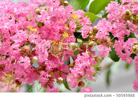 Pink Sulli flowers blooming in Mitaka Nakahara 50593988