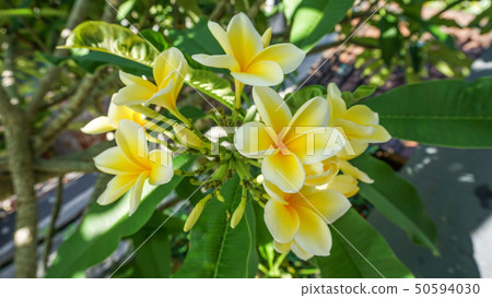 Clearly blooming plumeria Clearly blooming plumeria 50594030