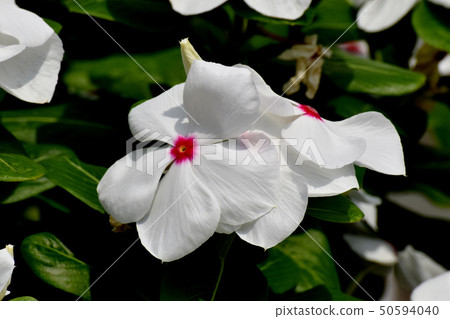 開花在三鷹中原的白色Nichinoscisso 開花在三鷹中原的白色Nichinoscisso 50594040