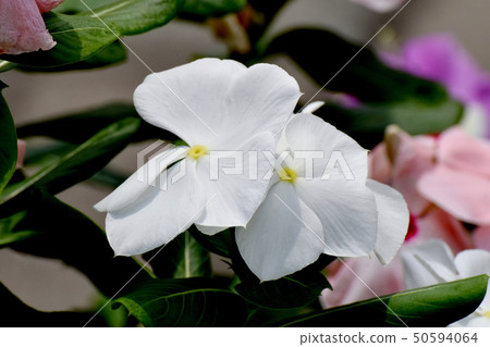 White Nichinoscisso blooming in Mitaka Nakahara 50594064