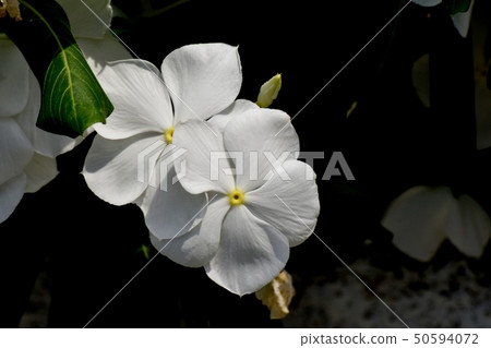 White Nichinoscisso blooming in Mitaka Nakahara 50594072