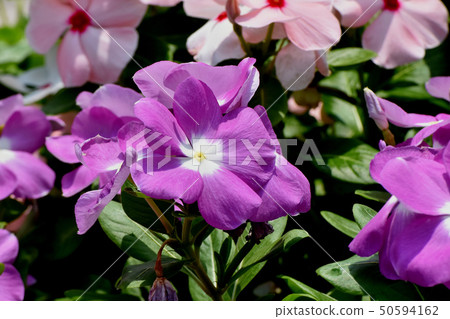 Purple periwinkle blooming in Mitaka Nakahara Purple periwinkle blooming in Mitaka Nakahara 50594162
