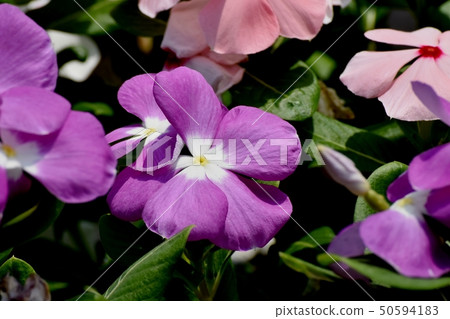 Purple periwinkle blooming in Mitaka Nakahara Purple periwinkle blooming in Mitaka Nakahara 50594183