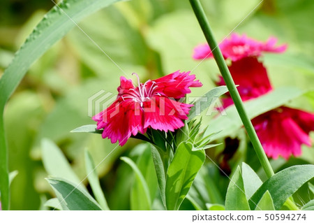 開花在三鷹中原的紅色Nadesico 50594274