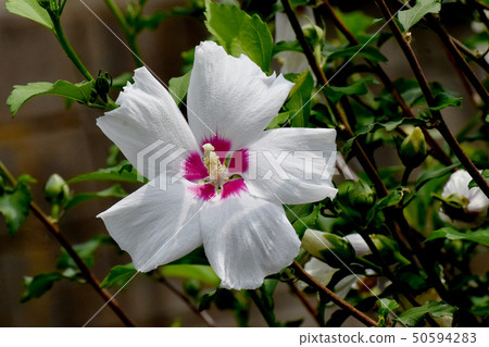 開花在Mikasa Nakahara的白色Makuge花 開花在Mikasa Nakahara的白色Makuge花 50594283
