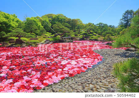 [島根縣]玉石池塘Izumi Peony 50594402
