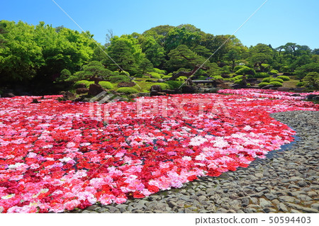[Shimane Prefecture] Pond Izumi Peony in Yushien 50594403
