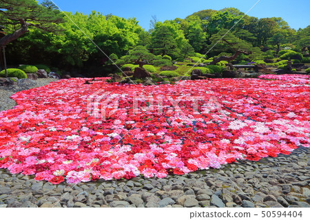[Shimane Prefecture] Pond Izumi Peony in Yushien 50594404