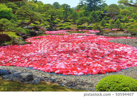 [島根縣]玉石池塘Izumi Peony 50594407