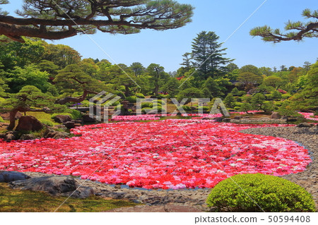 [島根縣]玉石池塘Izumi Peony 50594408