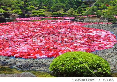 [島根縣]玉石池塘Izumi Peony 50594409