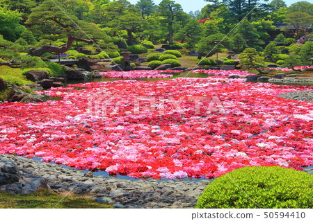 [Shimane Prefecture] Pond Izumi Peony in Yushien 50594410