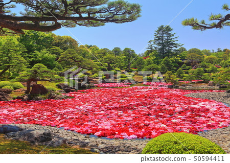 [島根縣]玉石池塘Izumi Peony 50594411