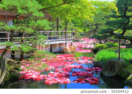 [島根縣]玉石池塘Izumi Peony 50594412