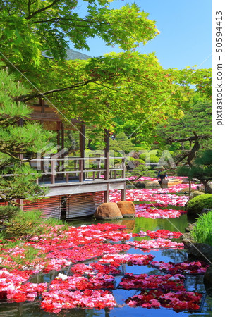 [島根縣]玉石池塘Izumi Peony 50594413