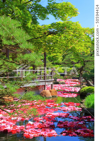 [島根縣]玉石池塘Izumi Peony 50594414