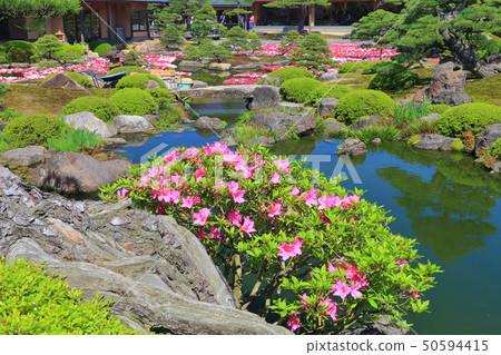 [島根縣]玉石池塘Izumi Peony 50594415