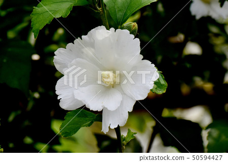 White Makuge flower blooming in Mikasa Nakahara White Makuge flower blooming in Mikasa Nakahara 50594427