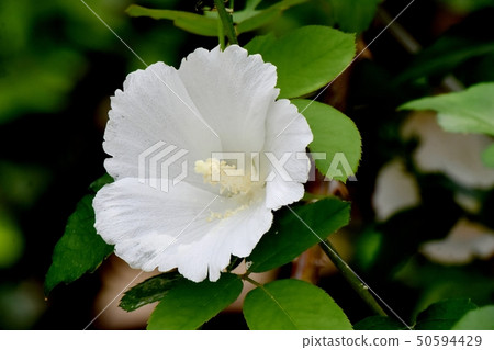 White Makuge flower blooming in Mikasa Nakahara White Makuge flower blooming in Mikasa Nakahara 50594429